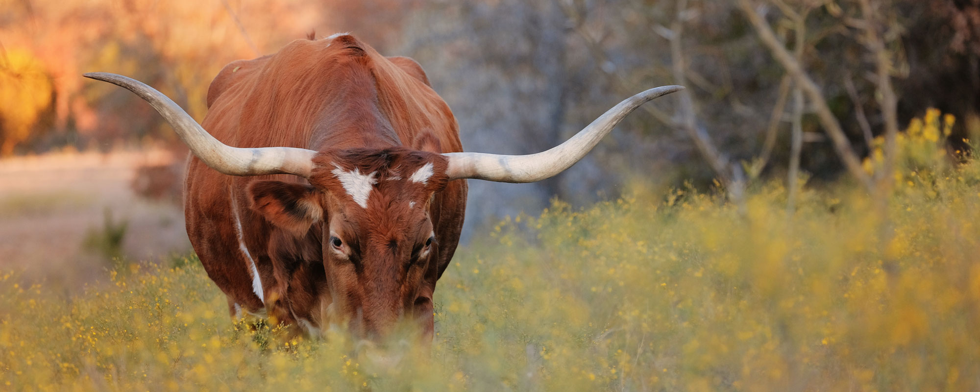 Texas Longhorn Cow Grazing In Autumn Landscape During Fall Seaso